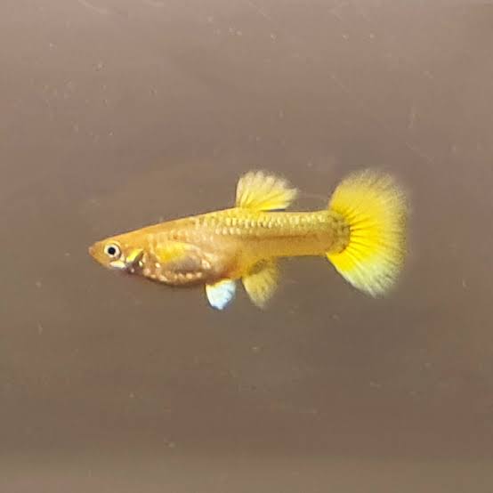 Full Gold Guppy