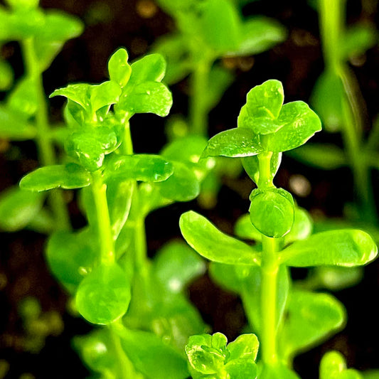 Bacopa monnieri 'Compact'