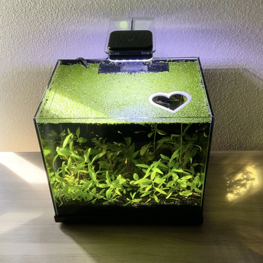 Heart Portal Feeding Ring