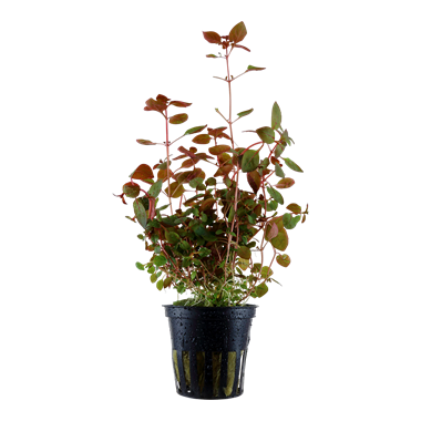 Ludwigia Repens "super red"