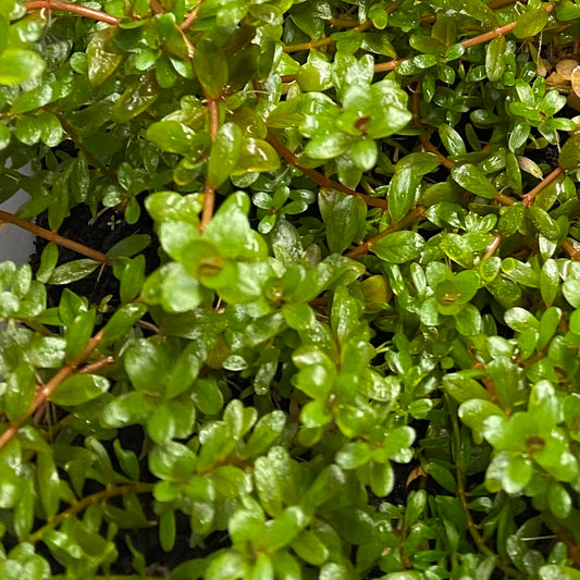 Rotala rotundifolia