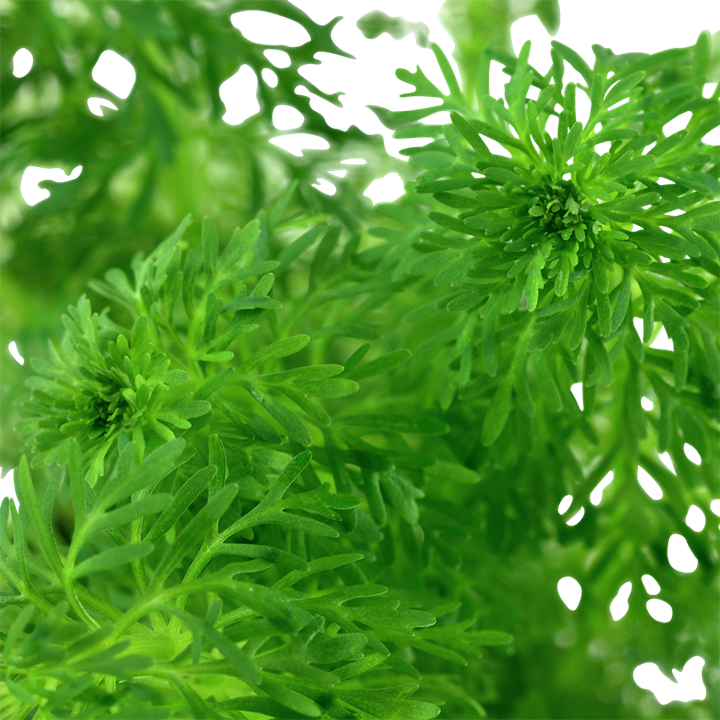 Ambulia (Limnophila Sessiliflora)