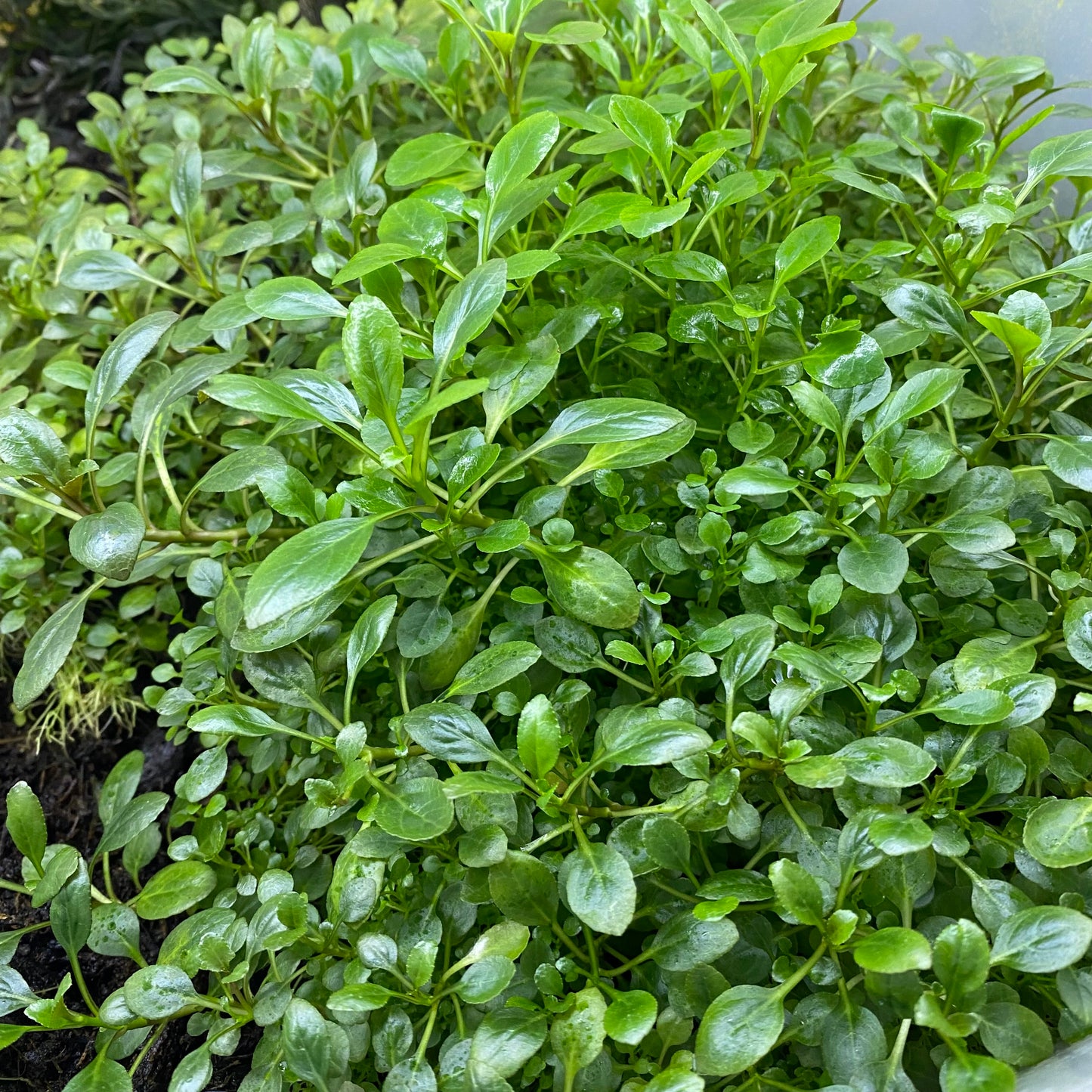 Lobelia Cardinals