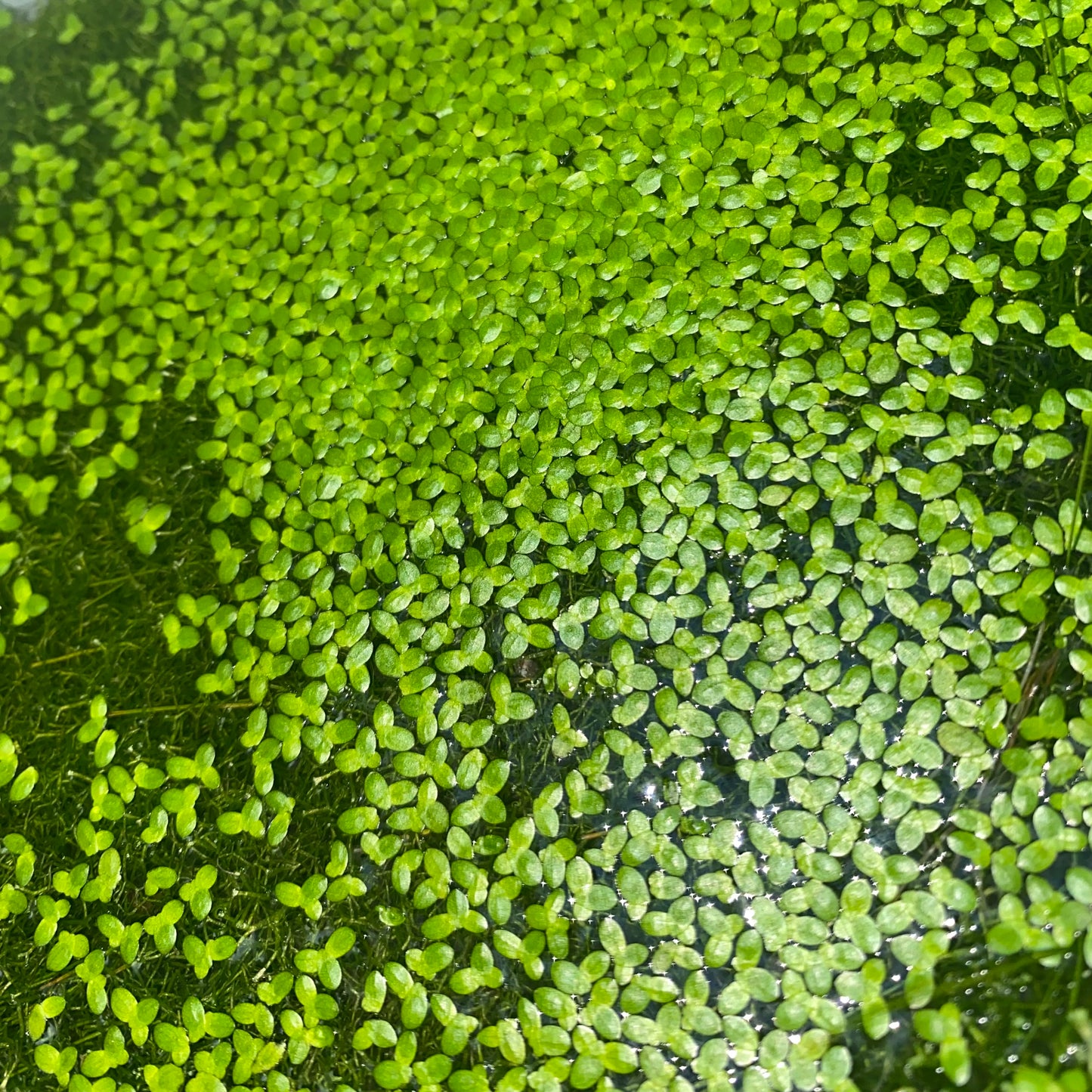 Lemna Minor - Duckweed