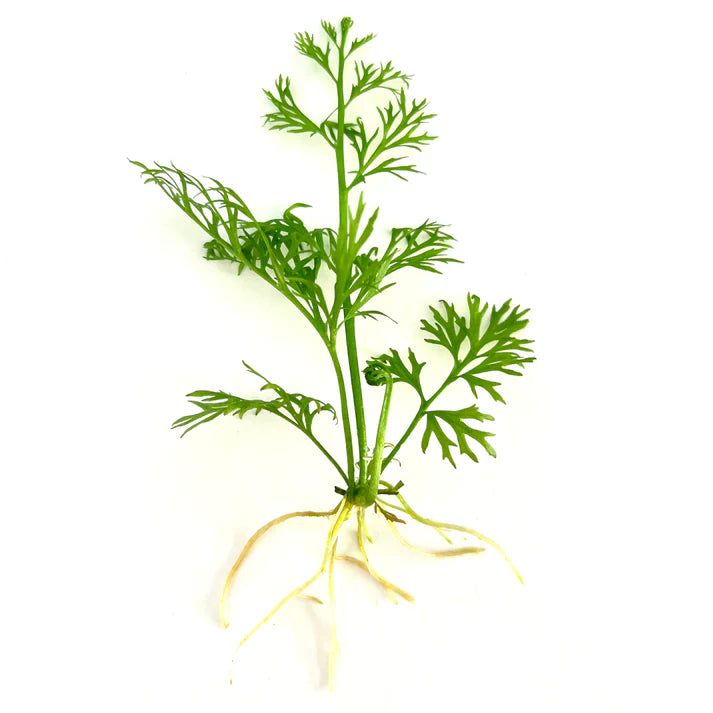 Indian Fern (Ceratopteris thalictroides)