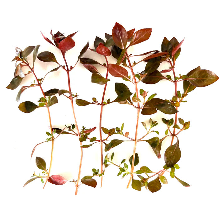 Ludwigia Repens "super red"