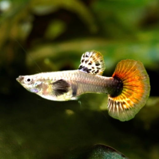 Platinum Dumbo Ear Guppy
