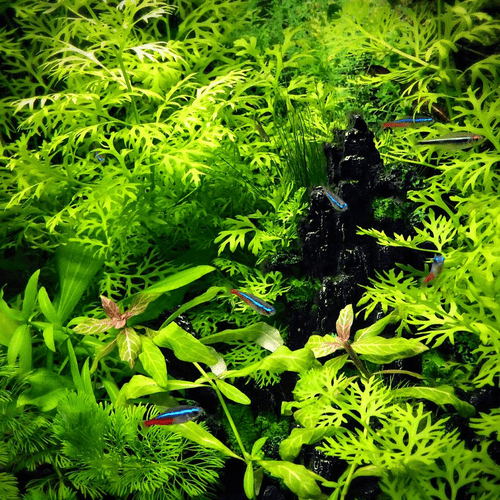 Indian Fern (Ceratopteris thalictroides)