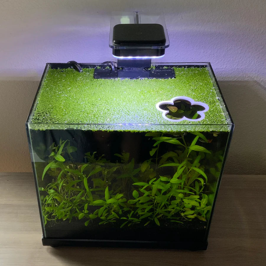 Flower Portal Feeding Ring