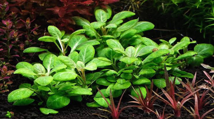 Lobelia Cardinals