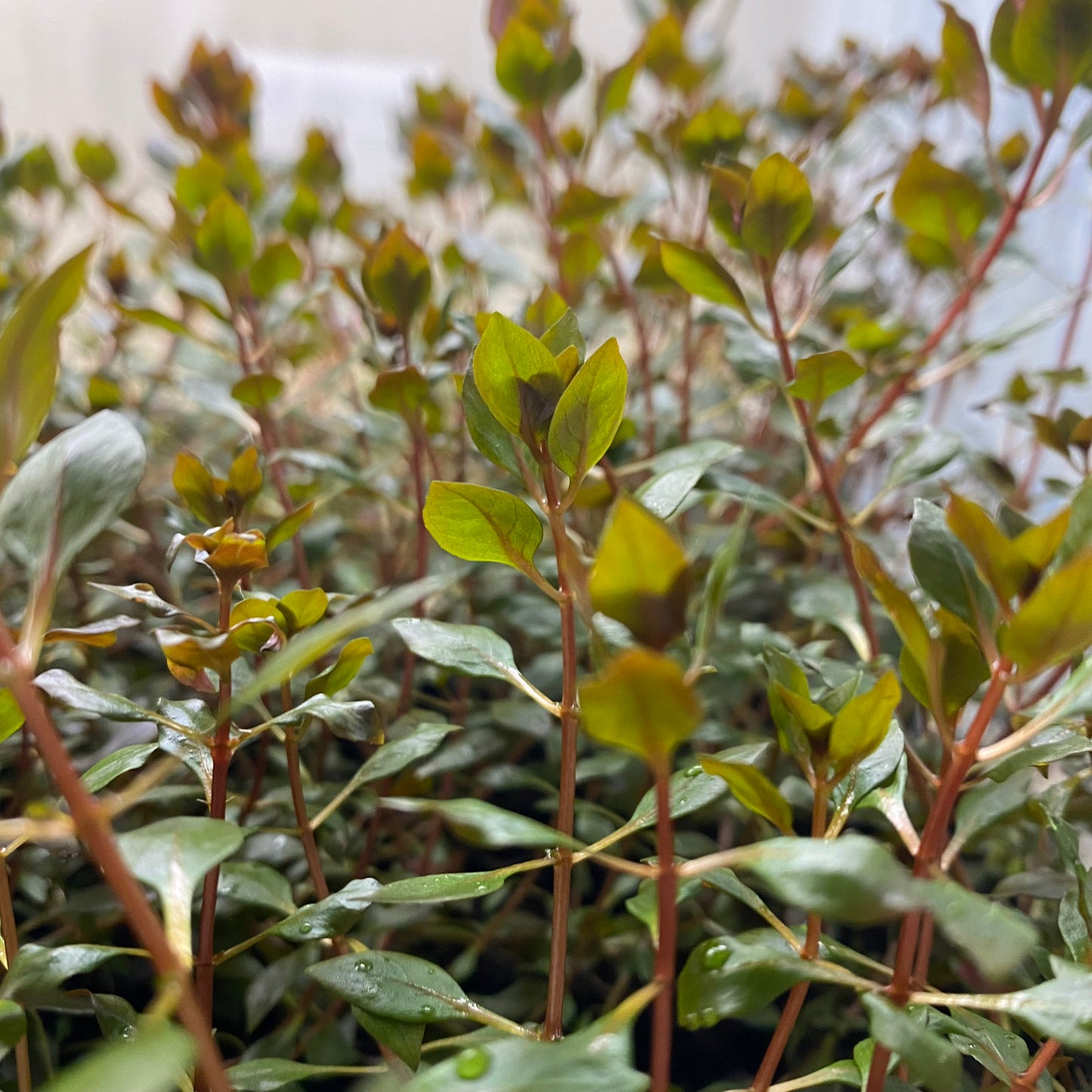 Ludwigia Palustris “super red”