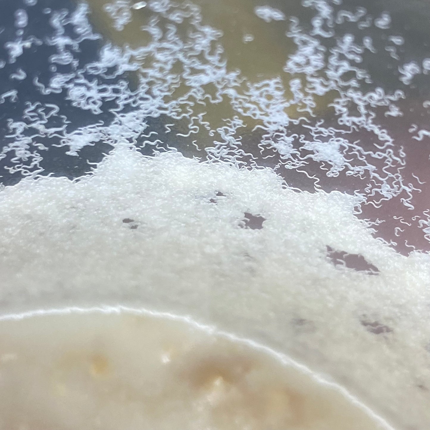 Microworm Culture (Live Food)