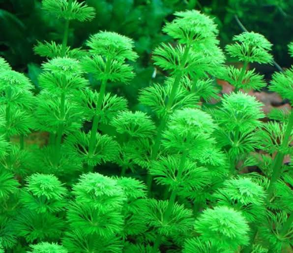 Ambulia (Limnophila Sessiliflora)