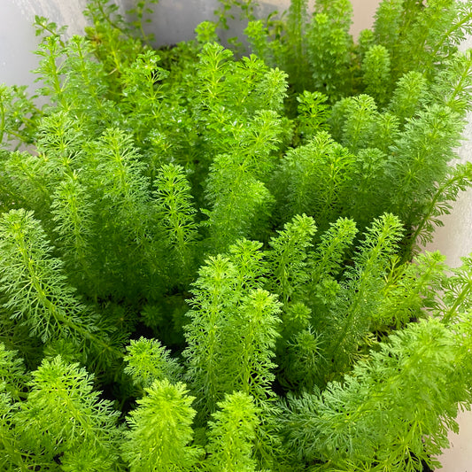 Ambulia (Limnophila Sessiliflora)