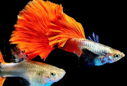 Platinum Dumbo Ear Guppy