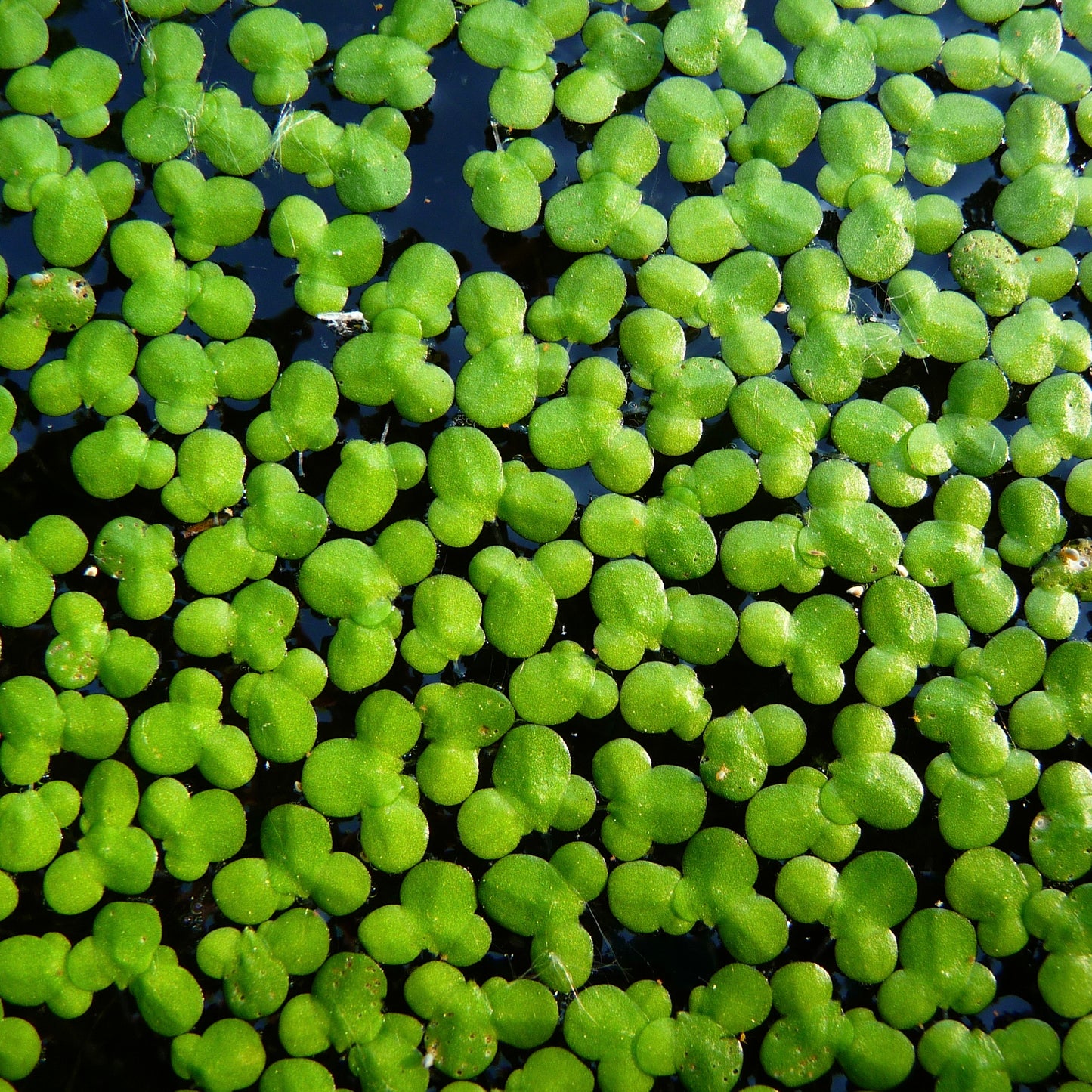 Lemna Minor - Duckweed