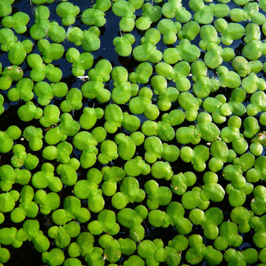 Lemna Minor - Duckweed