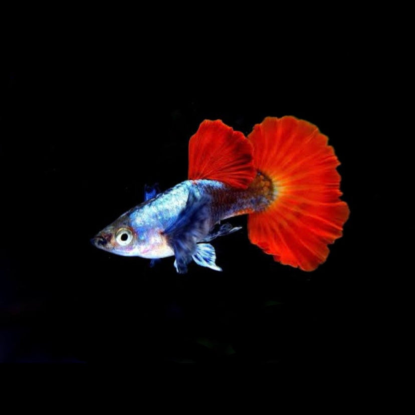 Platinum Dumbo Ear Guppy