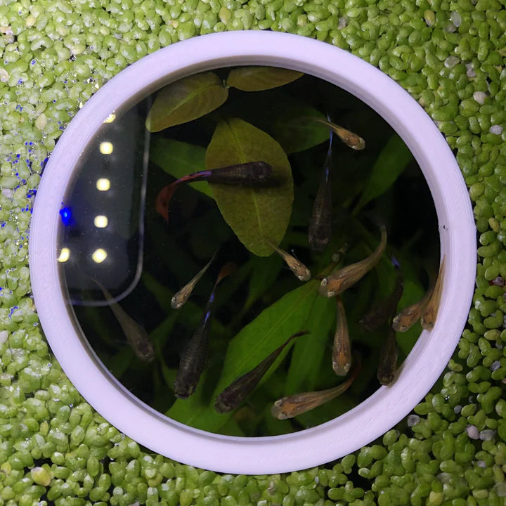 Circle Portal Feeding Ring