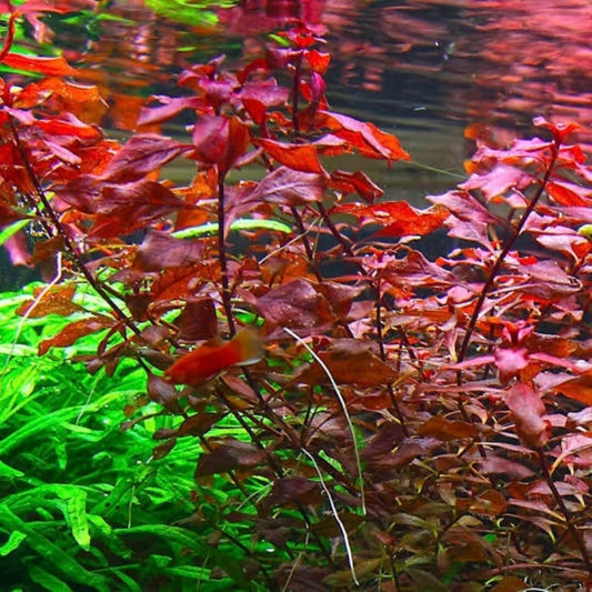 Ludwigia Palustris “super red”