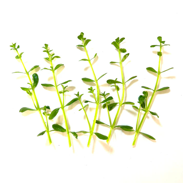 Bacopa monnieri 'Compact'