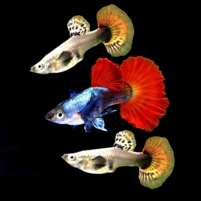 Platinum Dumbo Ear Guppy