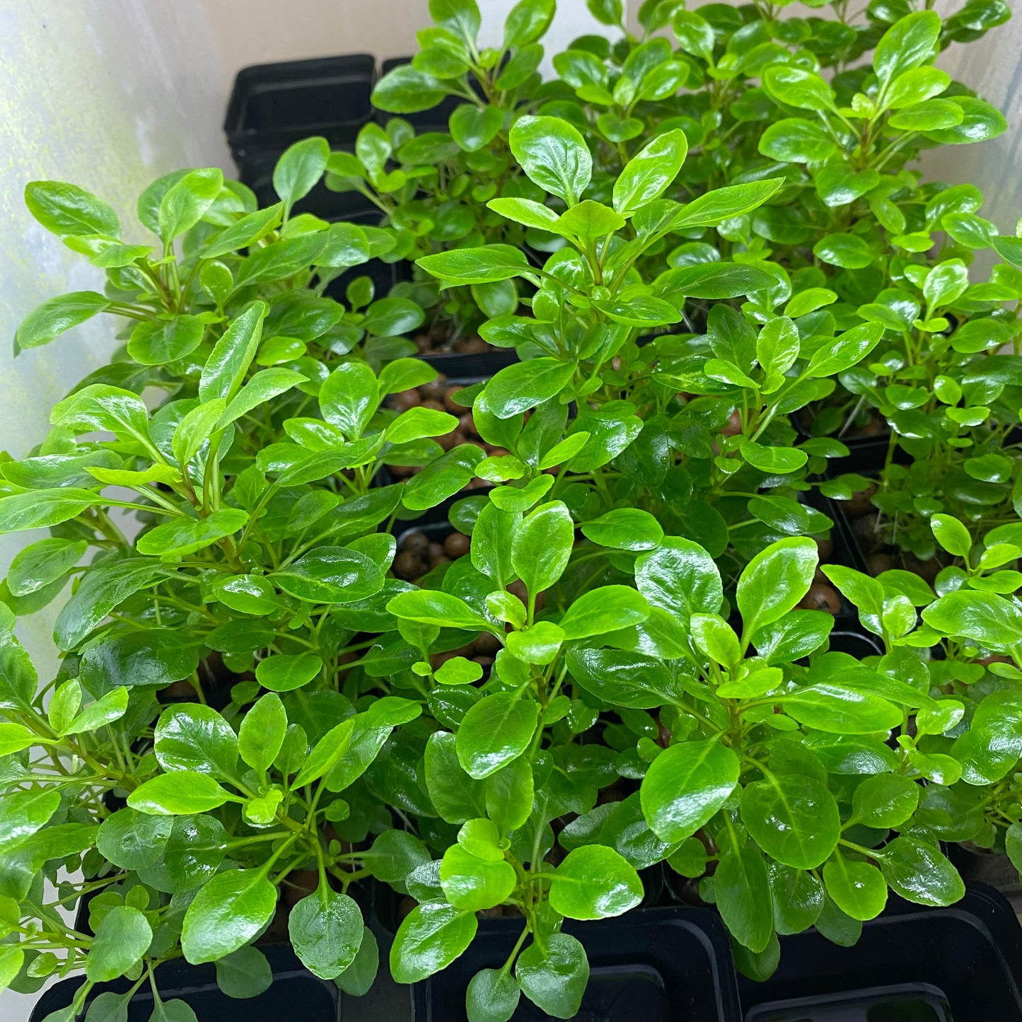 Lobelia Cardinals (mini)