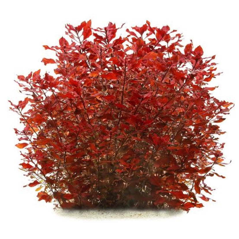 Ludwigia Palustris “super red”