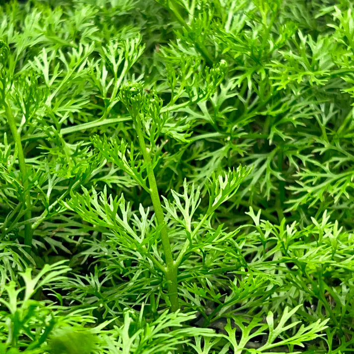 Indian Fern (Ceratopteris thalictroides)