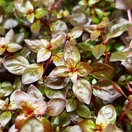 Ludwigia Repens "super red"