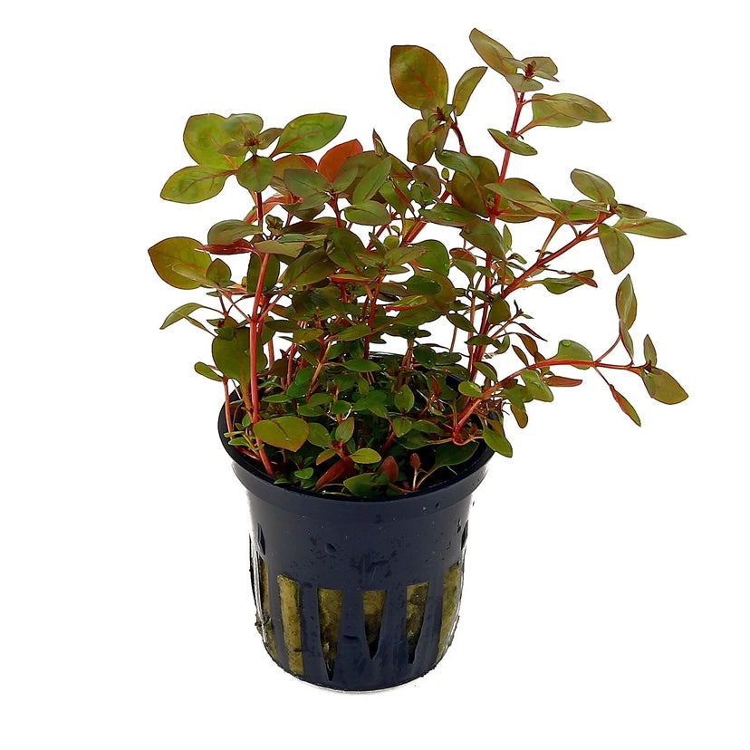 Ludwigia Palustris “super red”
