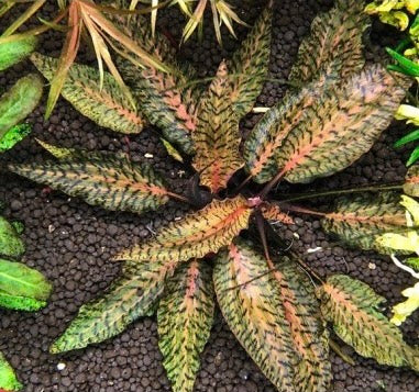 Cryptocoryne Nurii