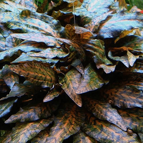Cryptocoryne Nurii