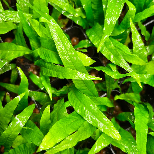Java Fern
