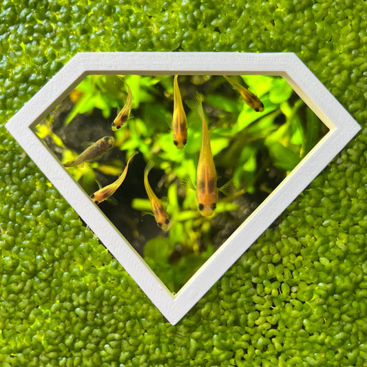 Diamond Portal Feeding Ring