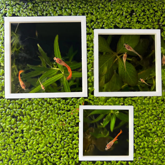 3 Square Fish Feeding Portals