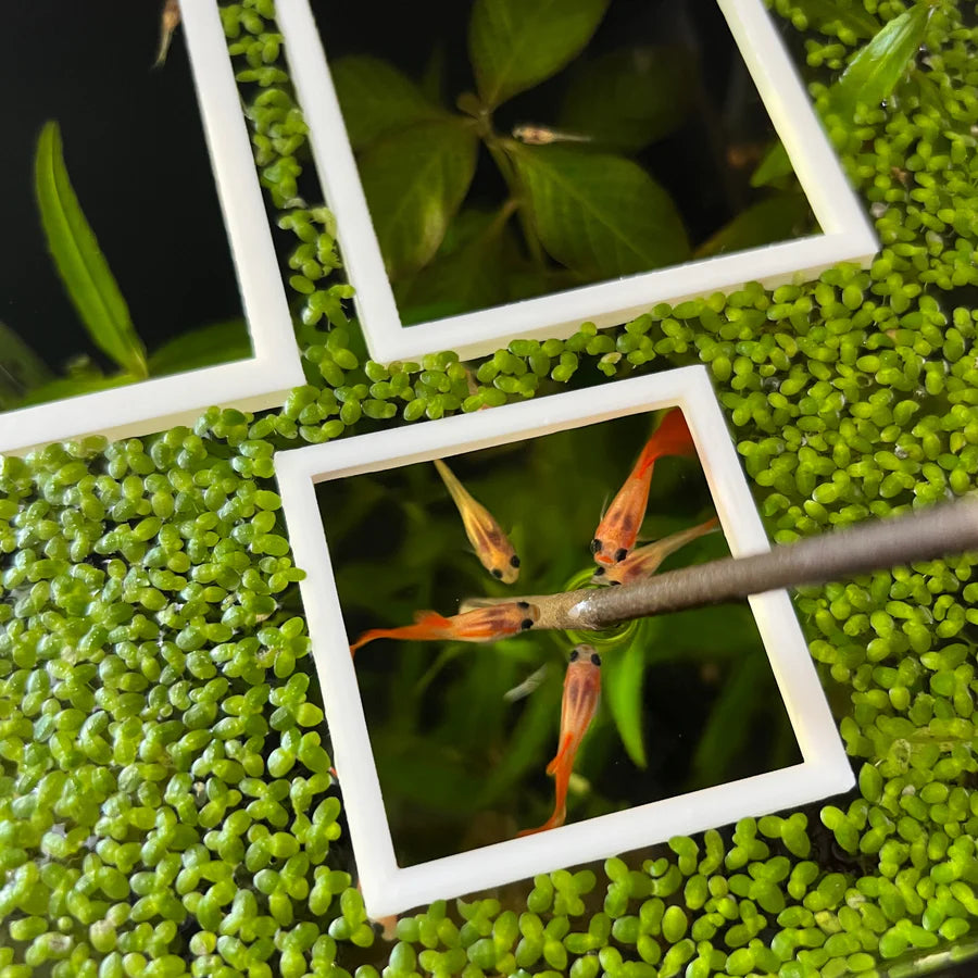 3 Square Fish Feeding Portals