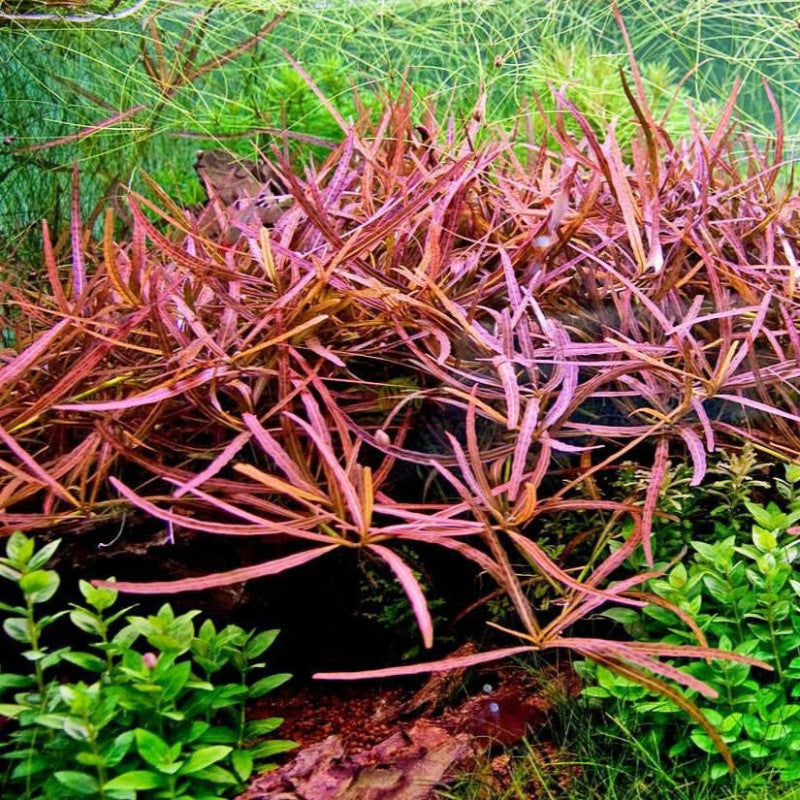 Hygrophila polysperma 'Tiger' (rare)