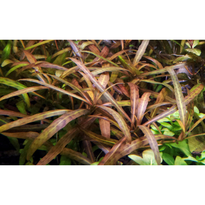 Hygrophila polysperma 'Tiger' (rare)