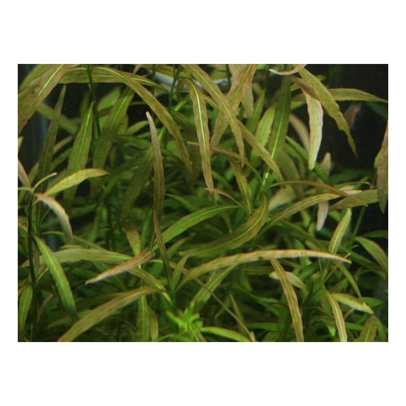 Hygrophila polysperma 'Tiger' (rare)