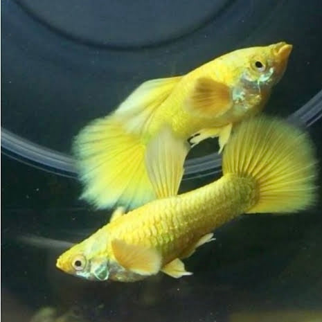 Full Gold Guppy