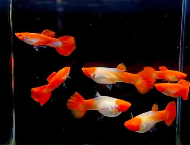 Koi Guppy