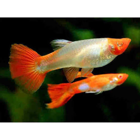 Koi Guppy