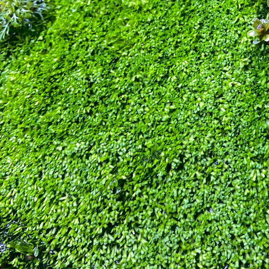 Riccia Fluitans