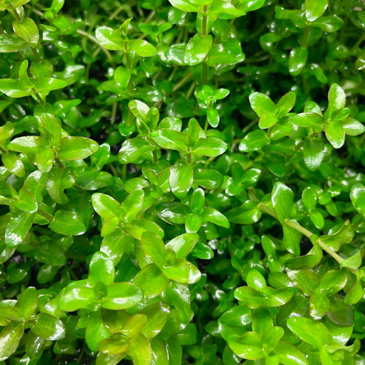 Bacopa caroliniana