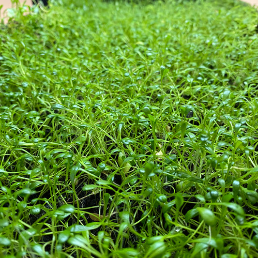 Glossostigma elatinoides