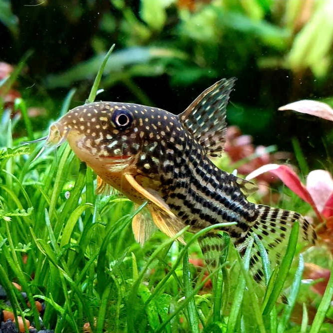 Sterbai Corydora