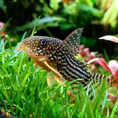 Sterbai Corydora