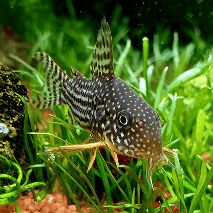 Sterbai Corydora