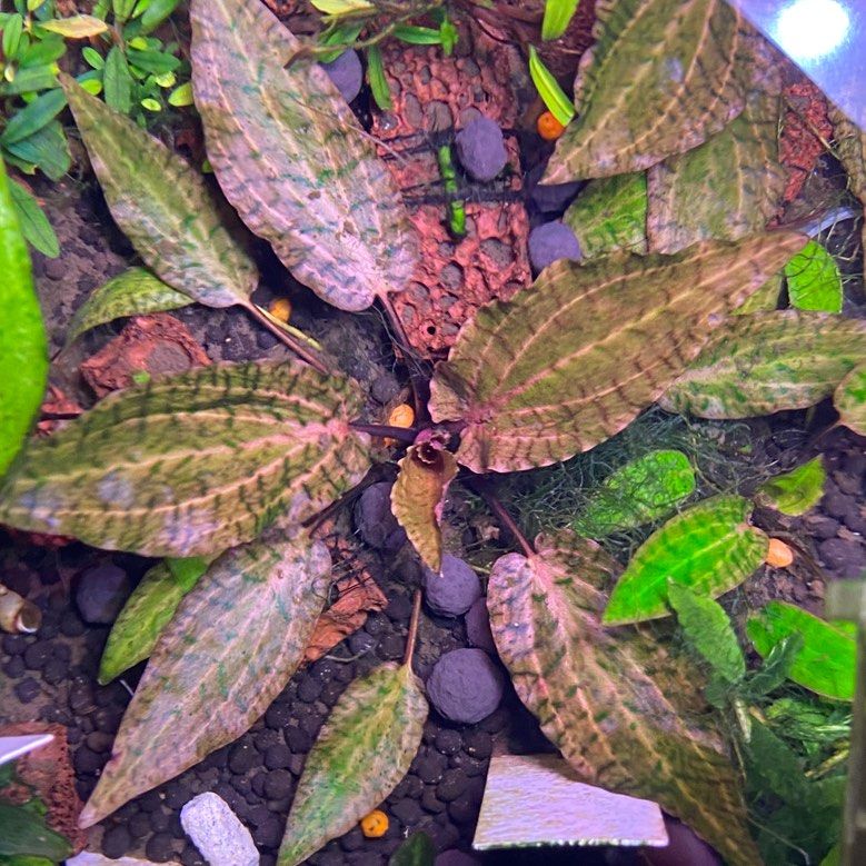 Cryptocoryne Nurii